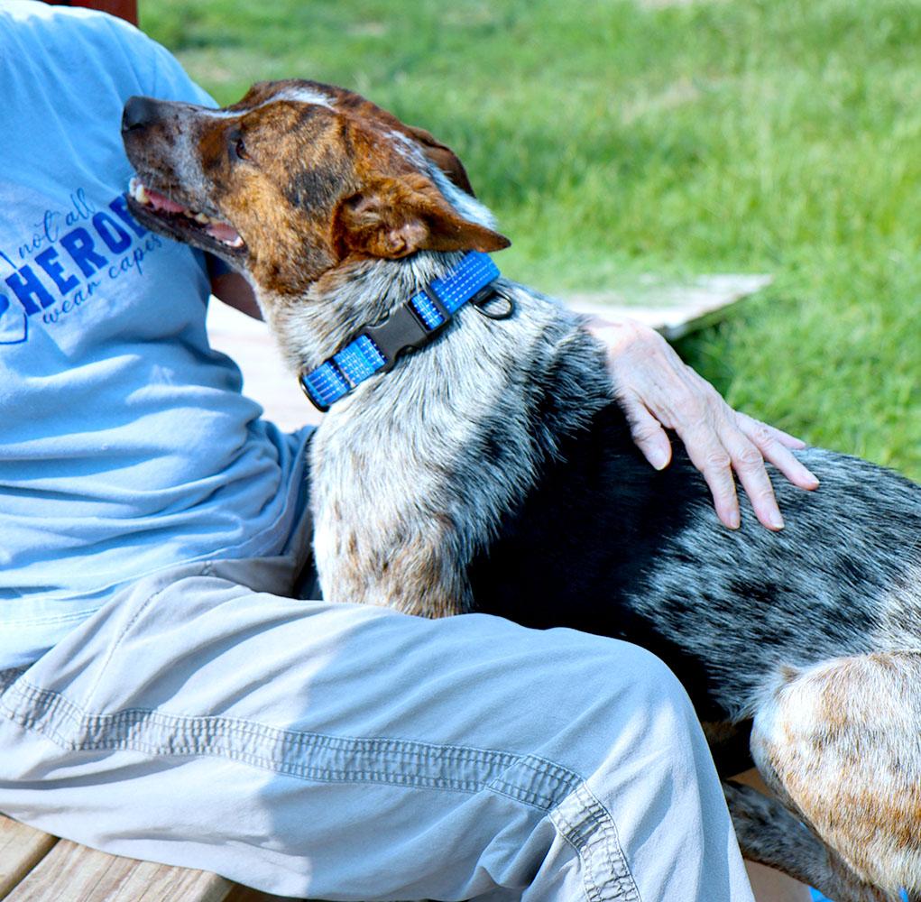 Enlarge Stitch (AO37141), a Adoptable mixed breed in Kansas City, KS image 3/6