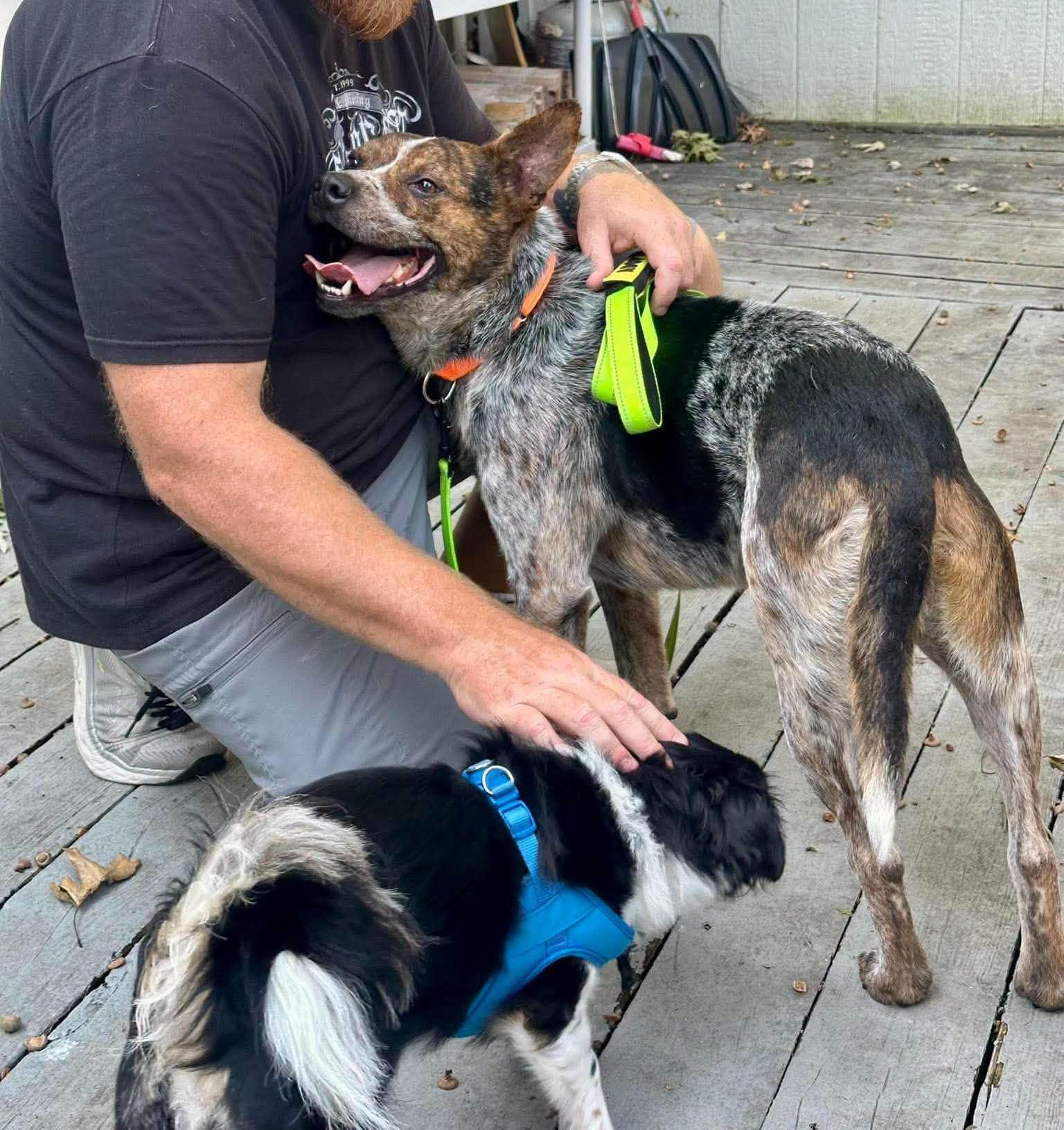 Enlarge Stitch (AO37141), a Adoptable mixed breed in Kansas City, KS image 5/6