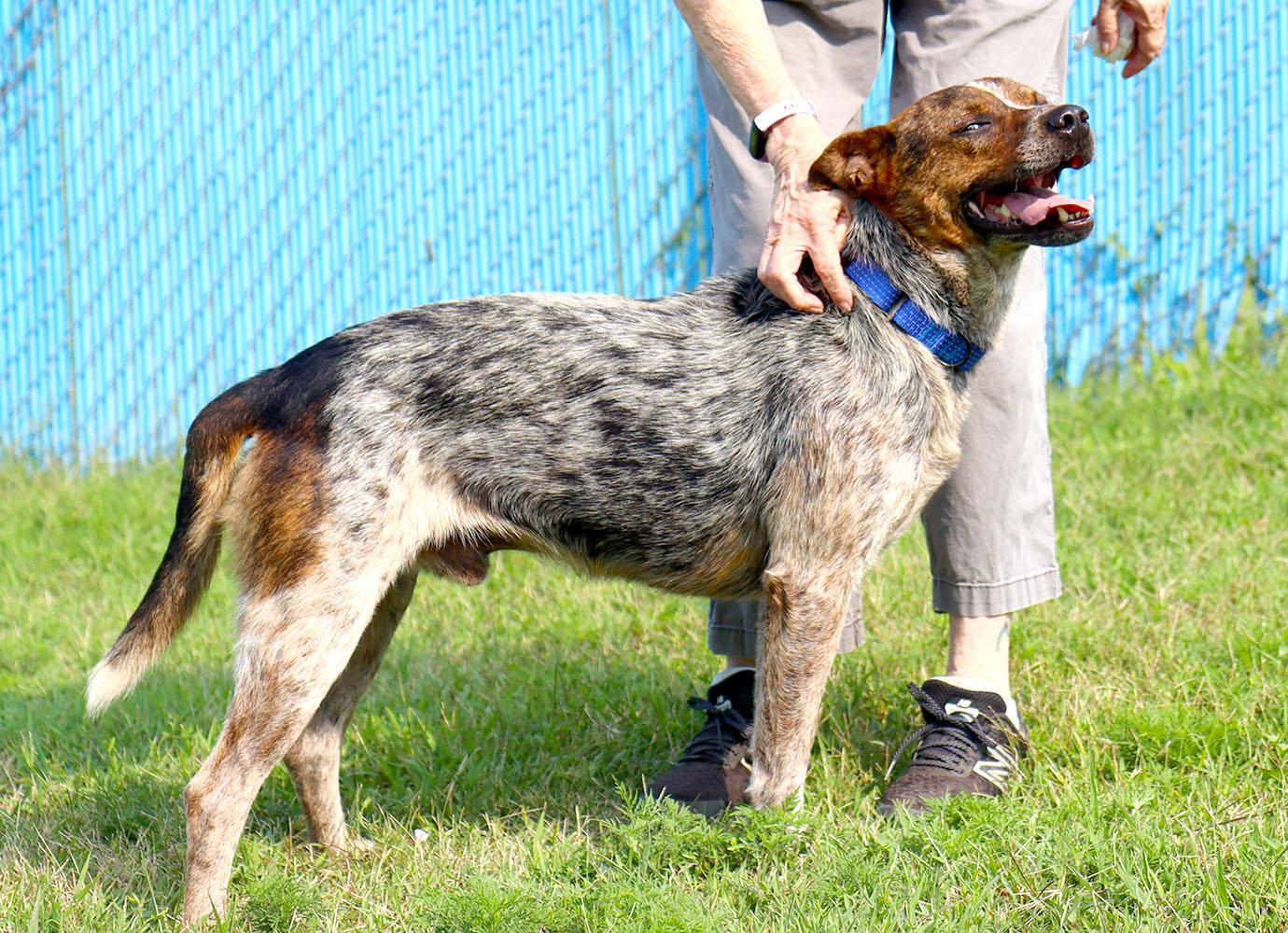 Enlarge Stitch (AO37141), a Adoptable mixed breed in Kansas City, KS image 4/6