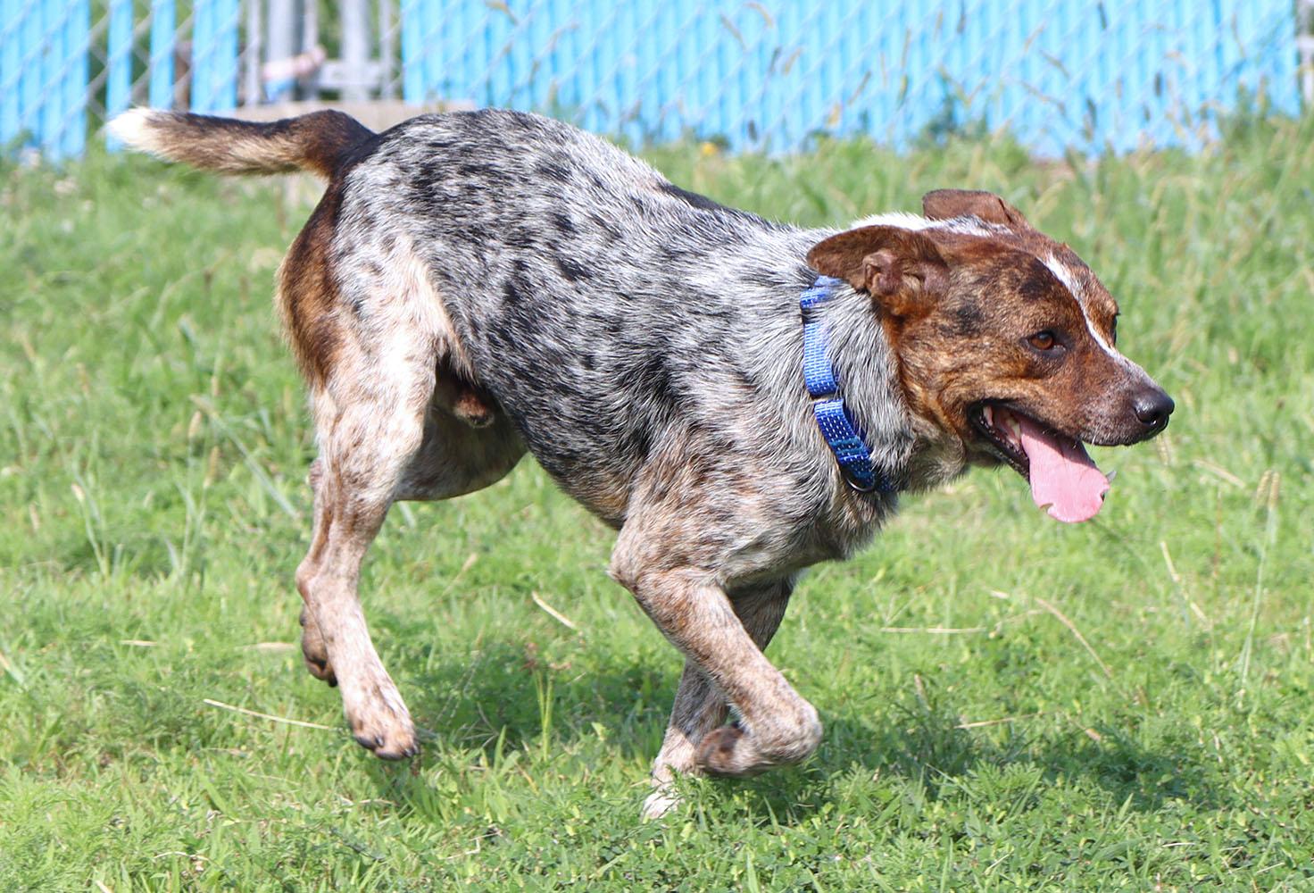 Enlarge Stitch (AO37141), a Adoptable mixed breed in Kansas City, KS image 6/6