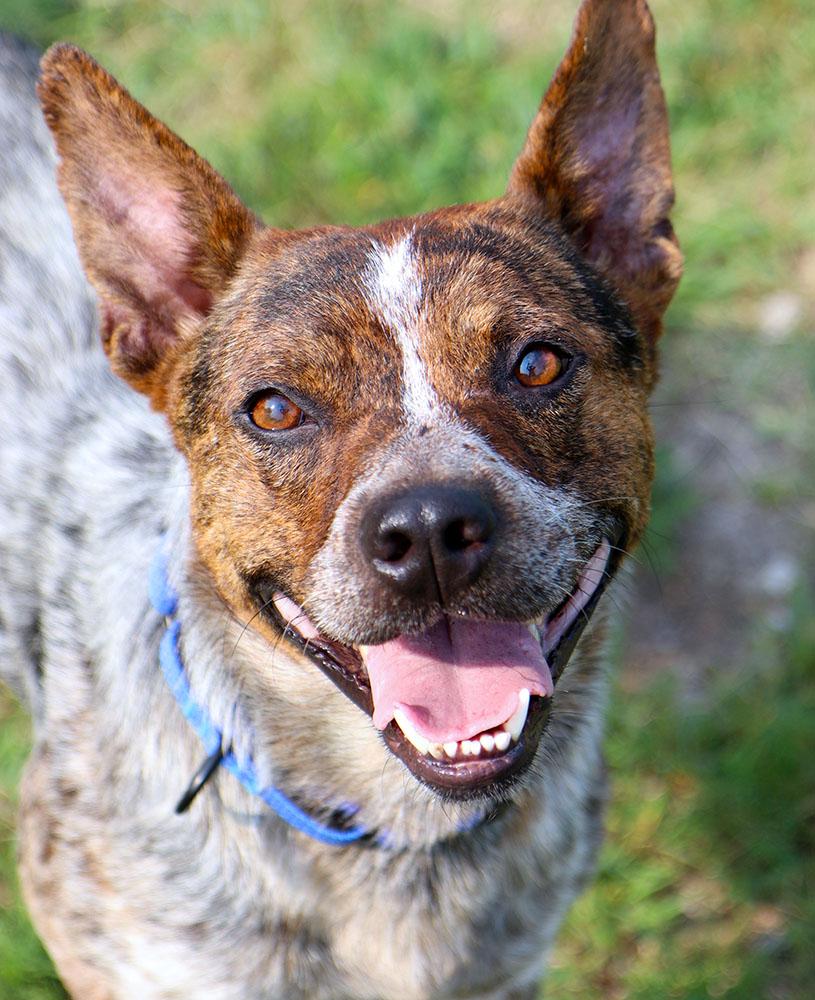 Enlarge Stitch (AO37141), a Adoptable mixed breed in Kansas City, KS image 1/6
