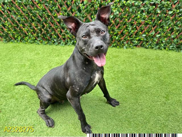 COLA, Adoptable, Adult Female Mixed Breed.