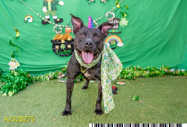 COLA, Adoptable, Adult Female Mixed Breed.