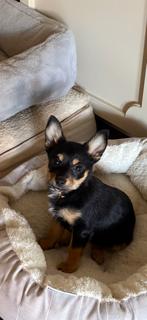 Joy, adopted, Puppy Female Terrier & Chihuahua.