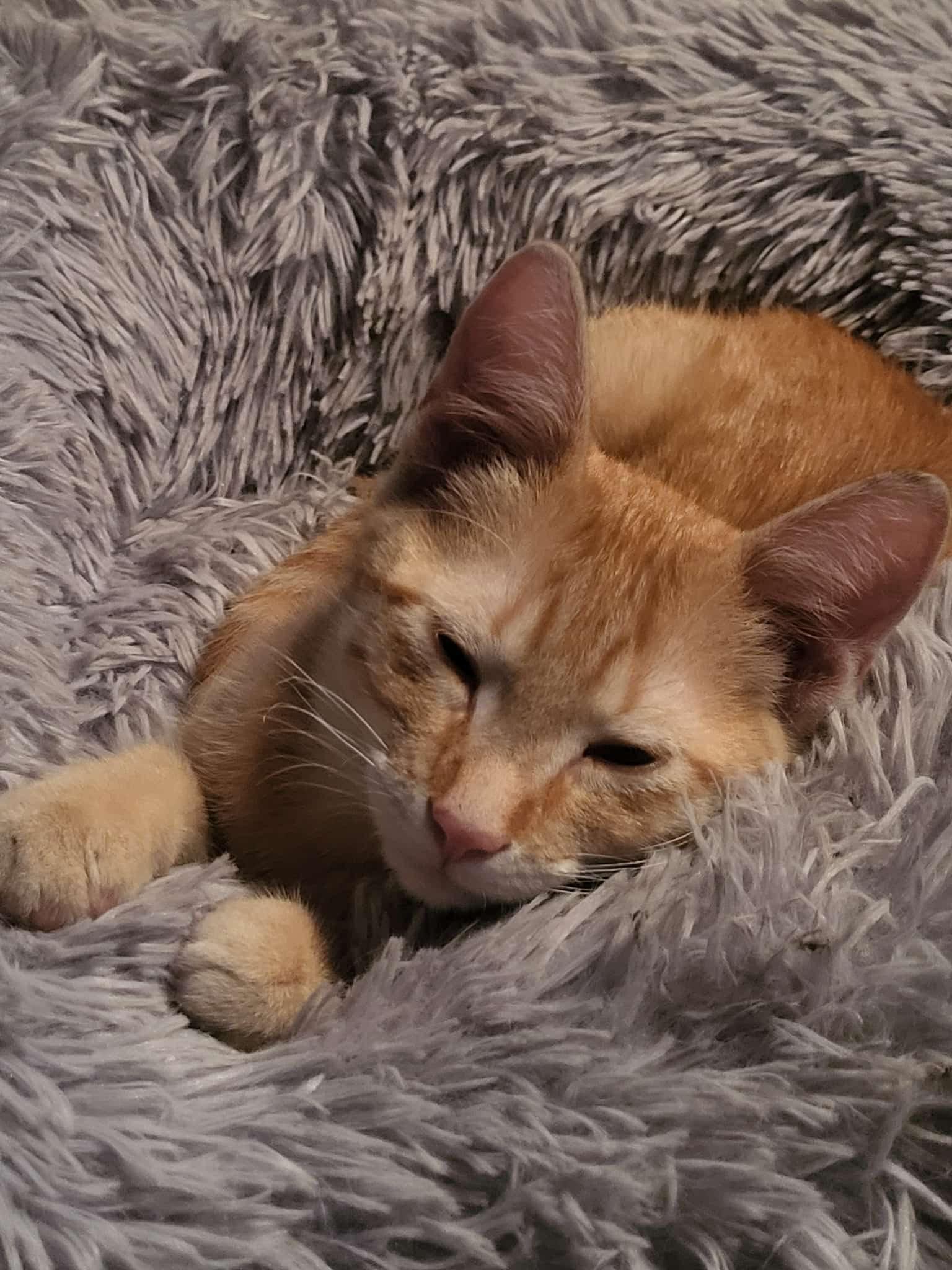 Eddie, Adoptable, Young Male Egyptian Mau.