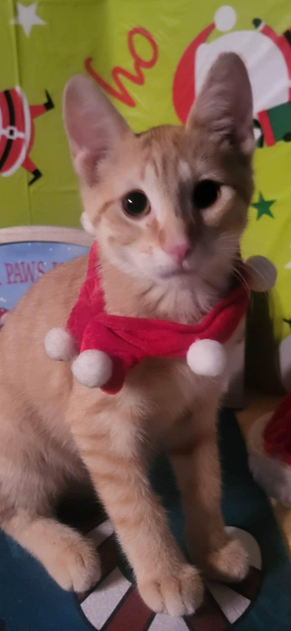 Eddie, a Adoptable mixed breed in Winnipeg, MB image 2/2