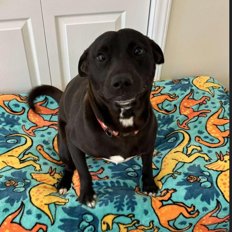 Meeko, a Adoptable Mixed Breed in Marion, IL image 5/5