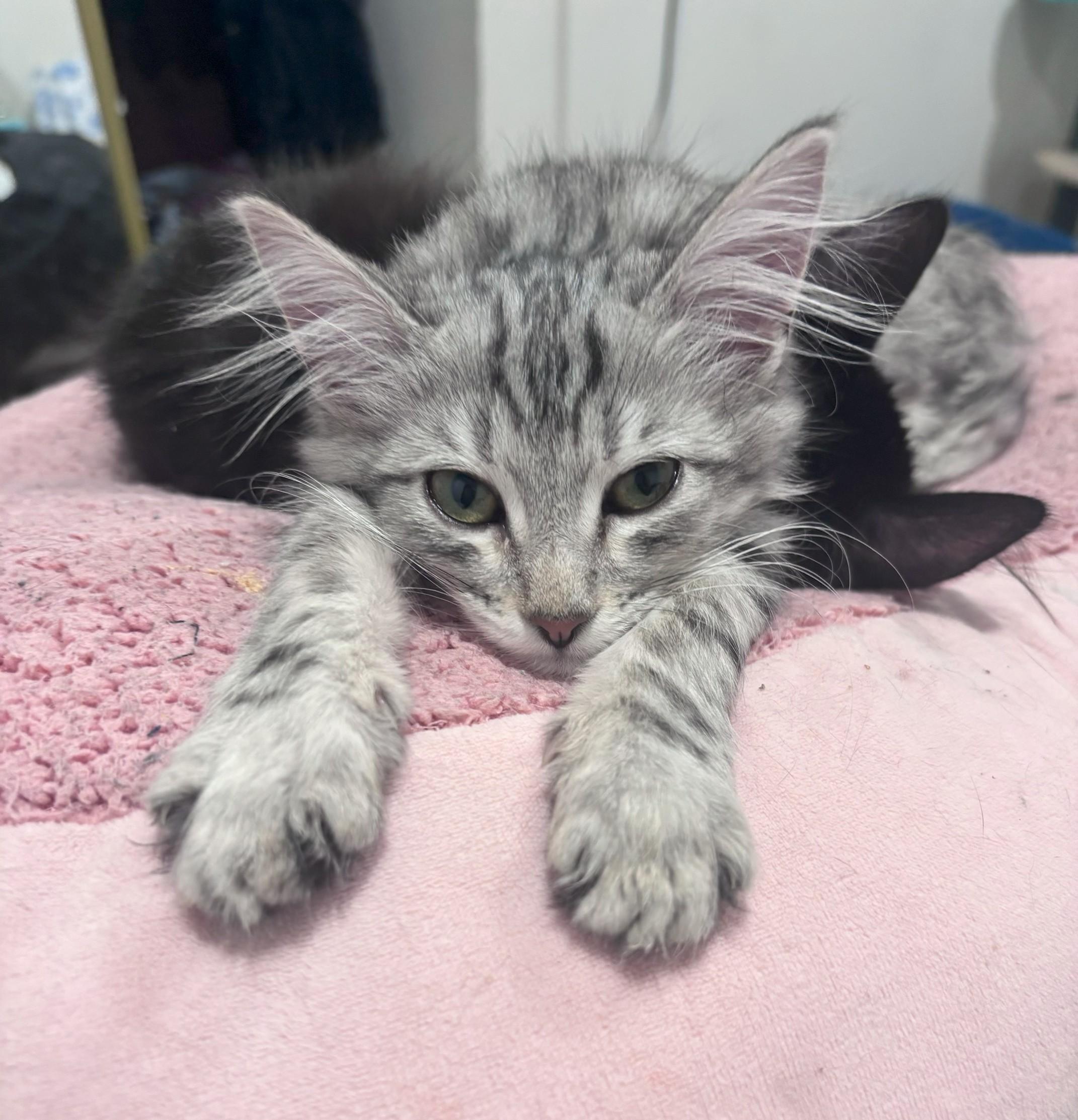 Enlarge Merideth, an adopted mixed breed in Mission Viejo, CA image 2/4