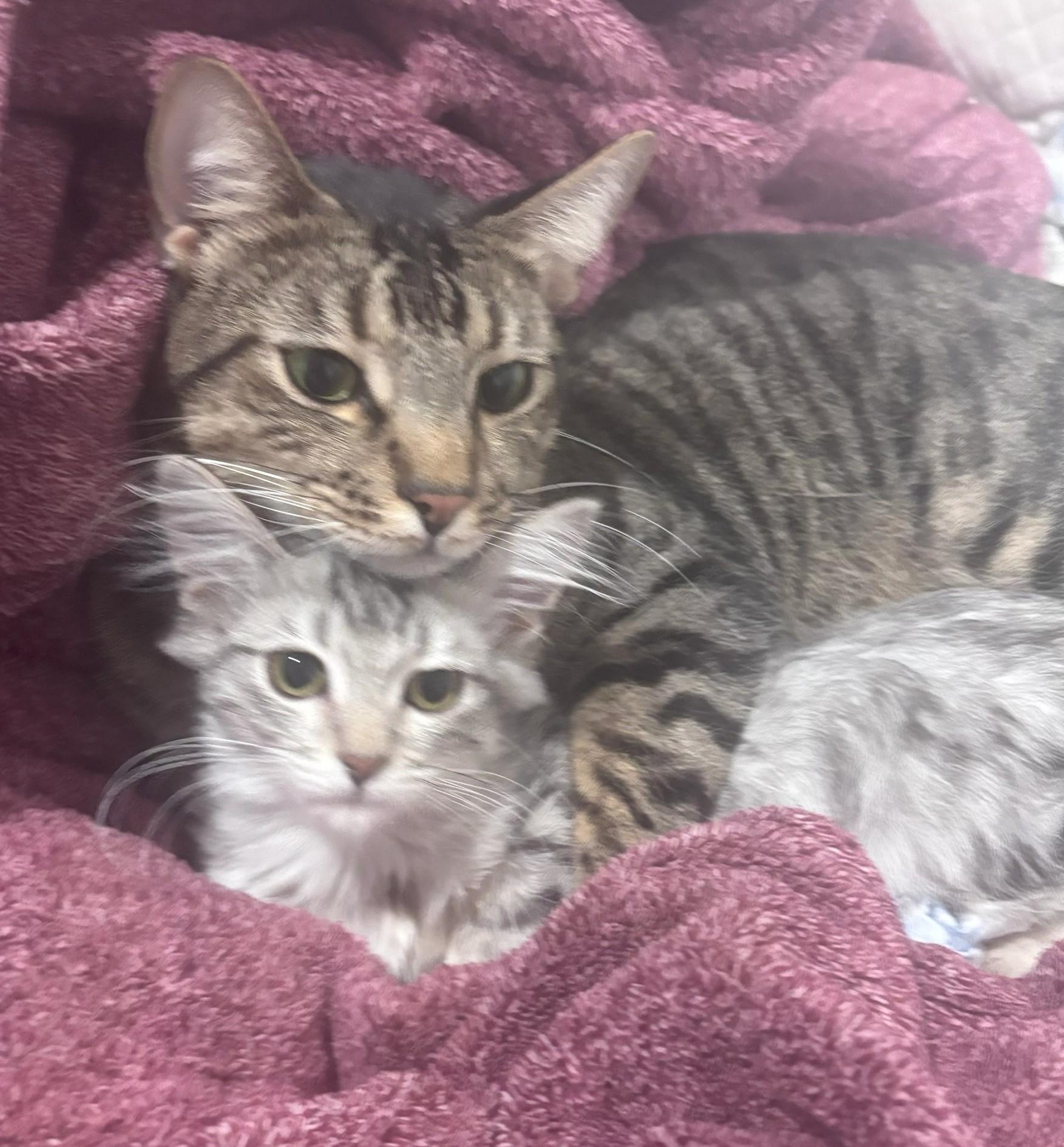 Enlarge Merideth, an adopted mixed breed in Mission Viejo, CA image 4/4