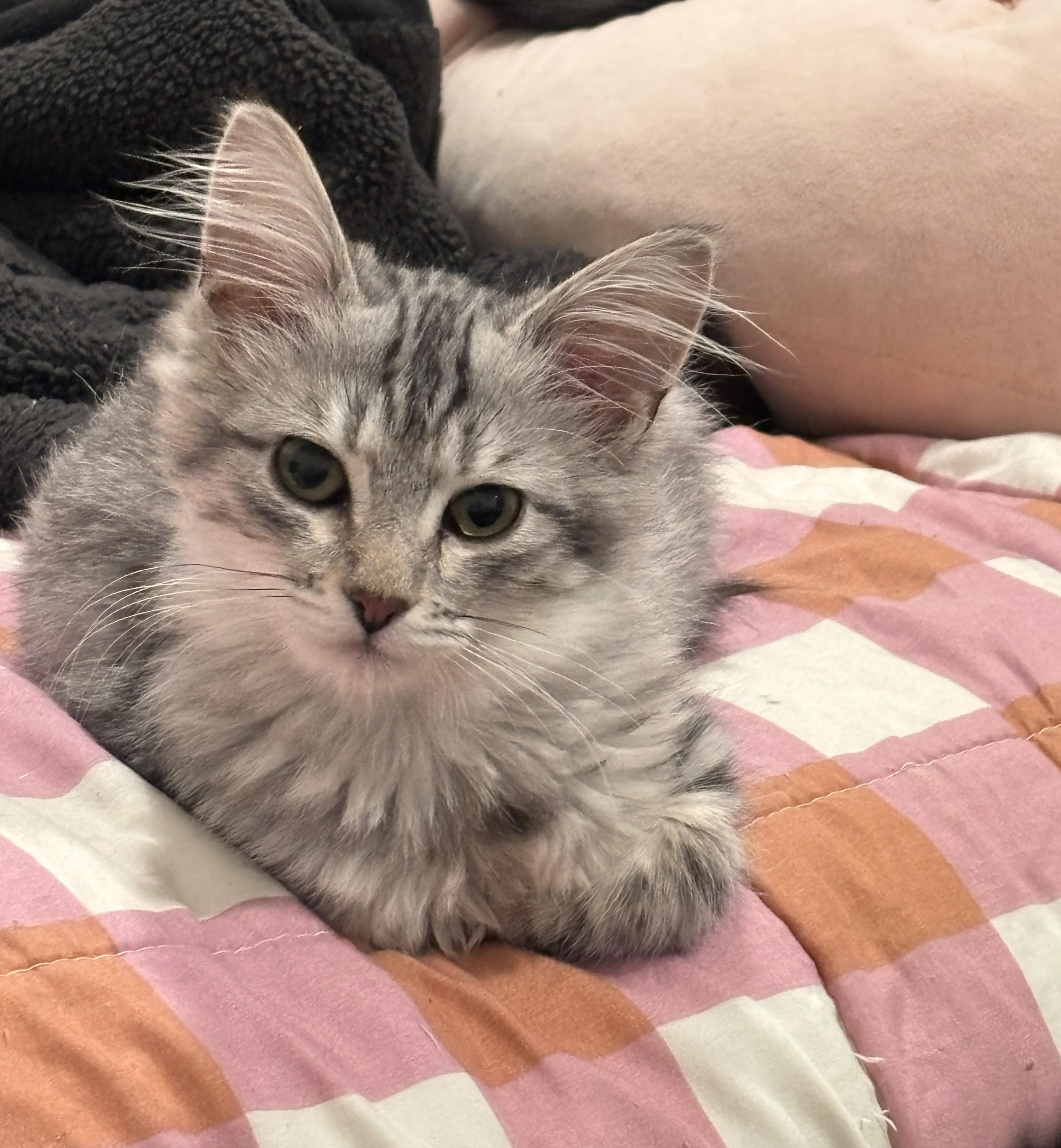 Enlarge Merideth, an adopted mixed breed in Mission Viejo, CA image 1/4