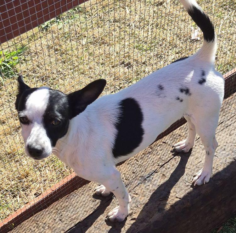 Enlarge Estella, a Adoptable mixed breed in Carrollton, TX image 1/2