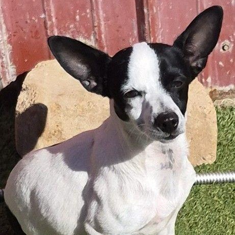 Enlarge Estella, a Adoptable mixed breed in Carrollton, TX image 2/2