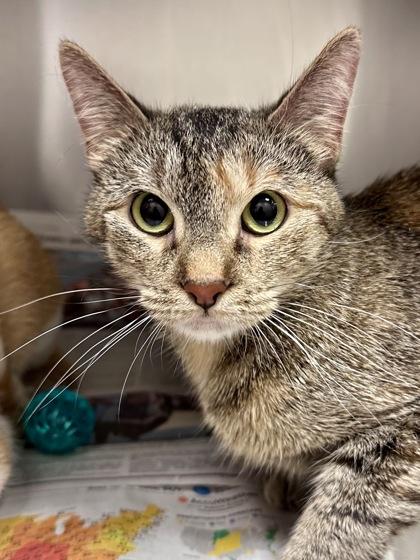 Estrella, Adoptable, Adult Female Domestic Short Hair.