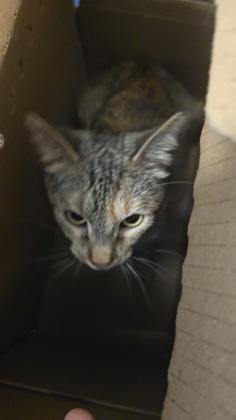 Enlarge Estrella, a Adoptable mixed breed in Wichita, KS image 2/2