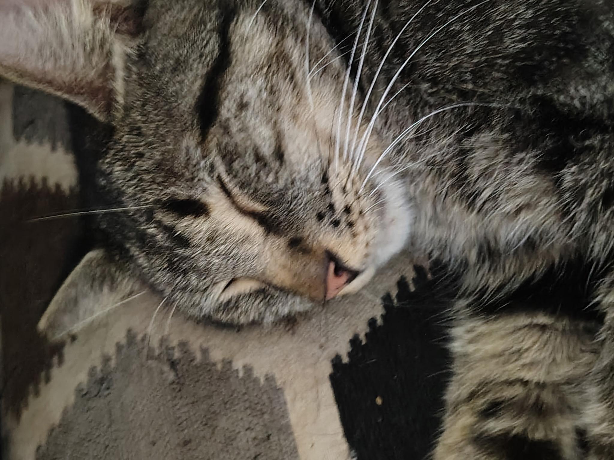Enlarge Clifford, a ADOPTABLE Domestic Short Hair in Mount Pleasant, TX image 2/3