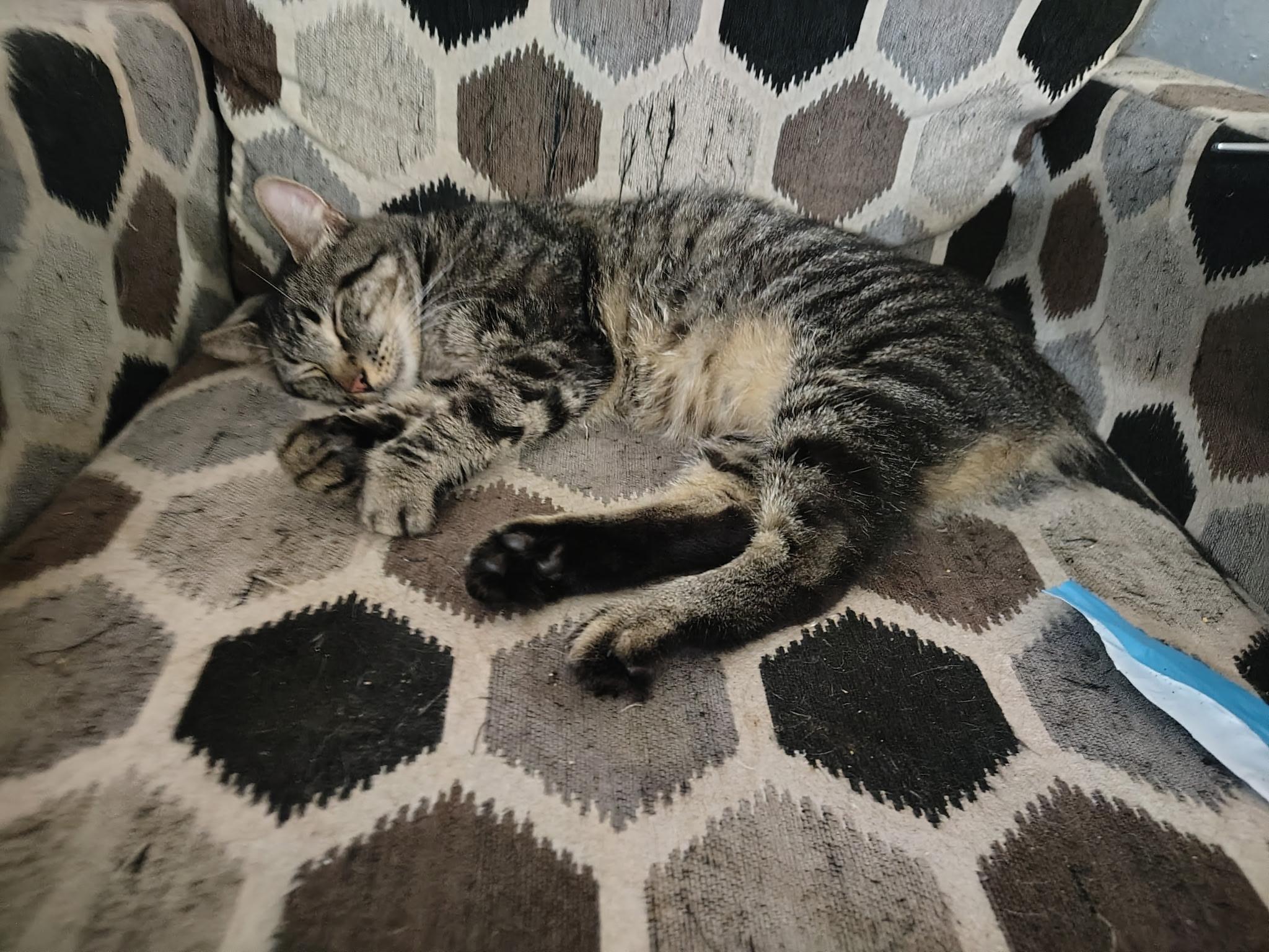 Enlarge Clifford, a ADOPTABLE Domestic Short Hair in Mount Pleasant, TX image 3/3