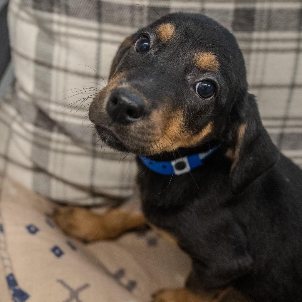 Aaron, a Adoptable mixed breed in Pawling, NY image 1/6