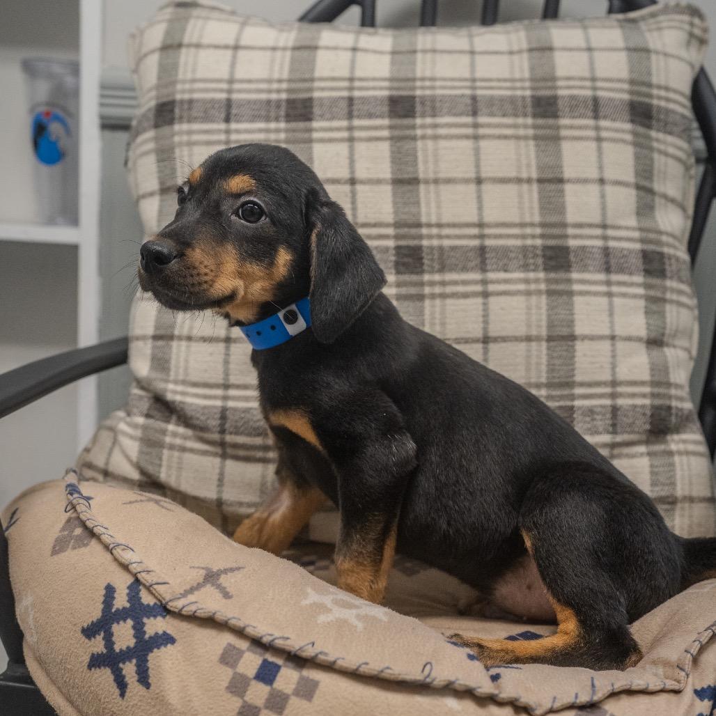 Aaron, a Adoptable mixed breed in Pawling, NY image 2/6
