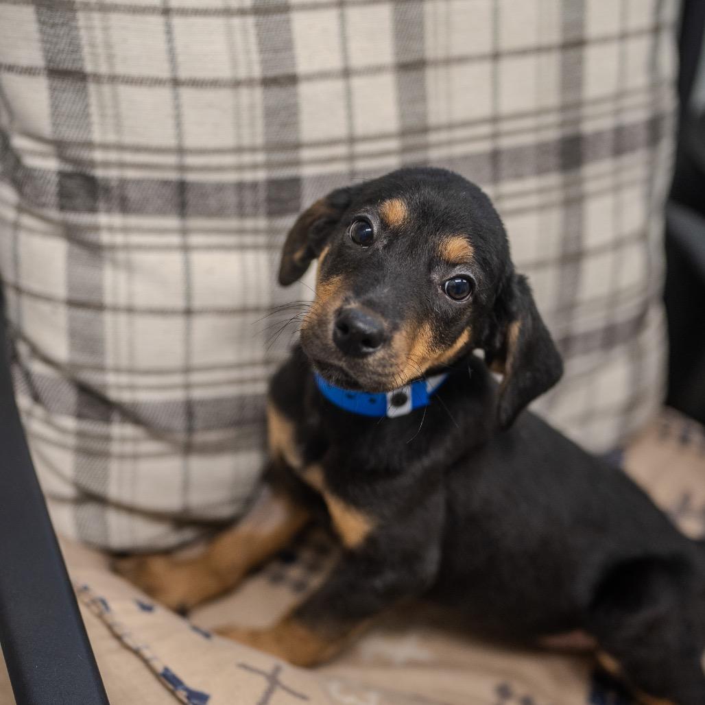Aaron, a Adoptable mixed breed in Pawling, NY image 3/6