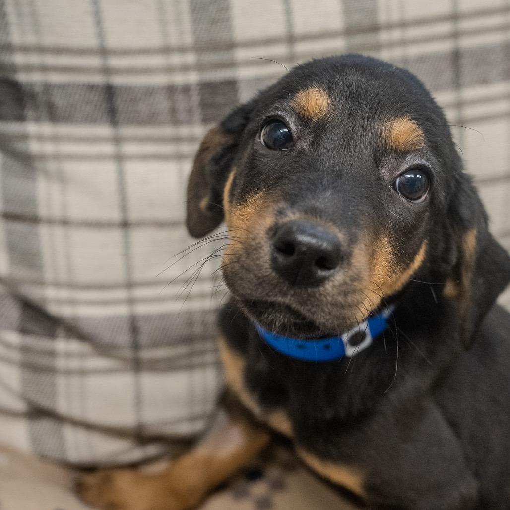 Aaron, a Adoptable mixed breed in Pawling, NY image 4/6