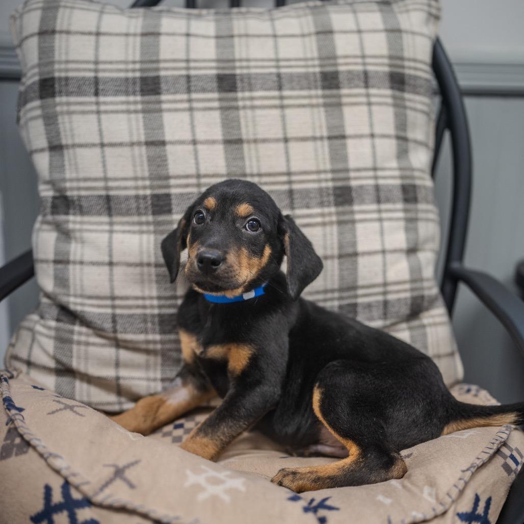 Aaron, a Adoptable mixed breed in Pawling, NY image 5/6