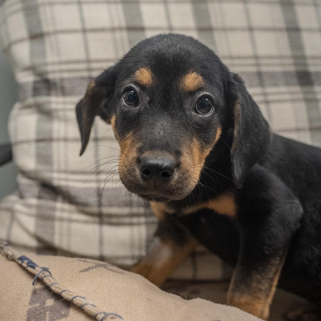Aaron, a Adoptable mixed breed in Pawling, NY image 6/6