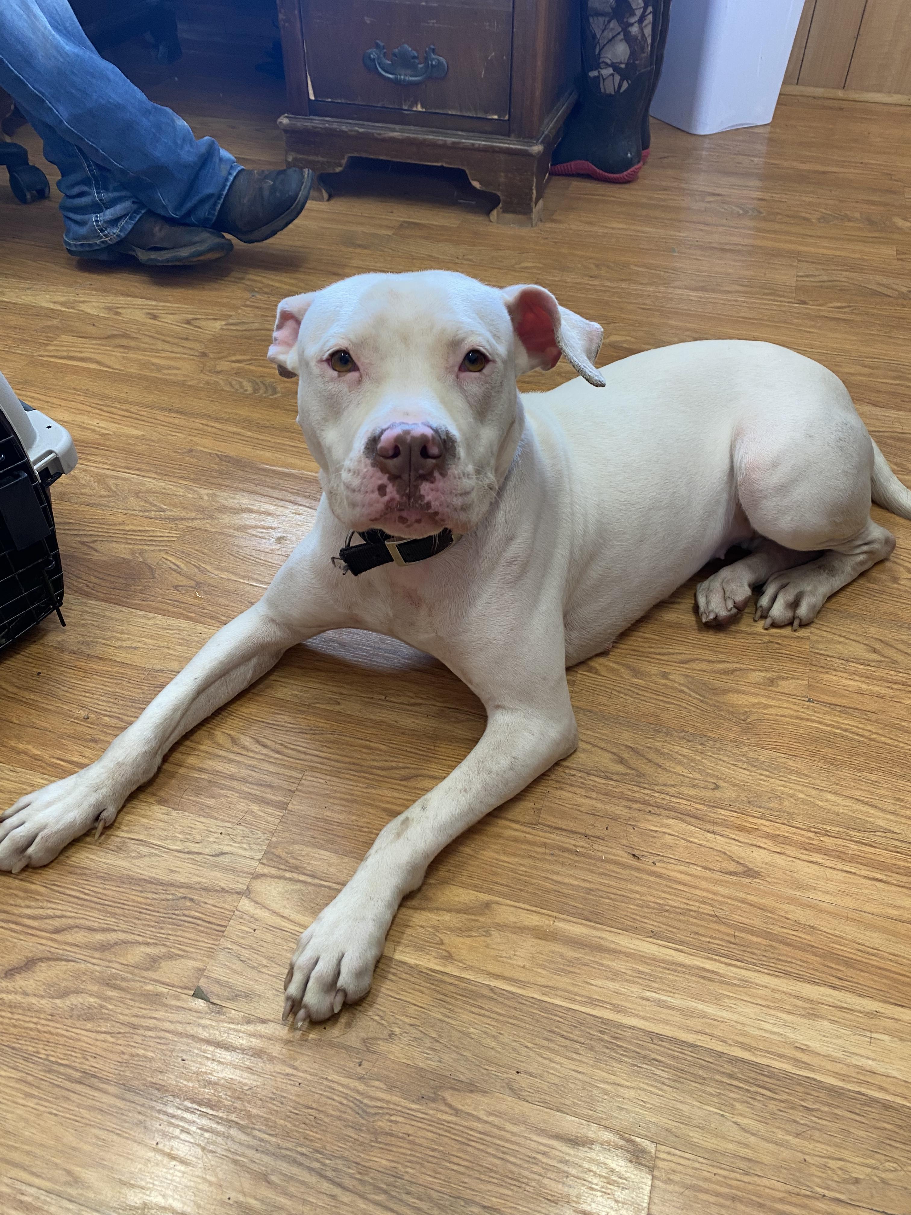 Emmy, Adopted, Adult Female Pit Bull Terrier.