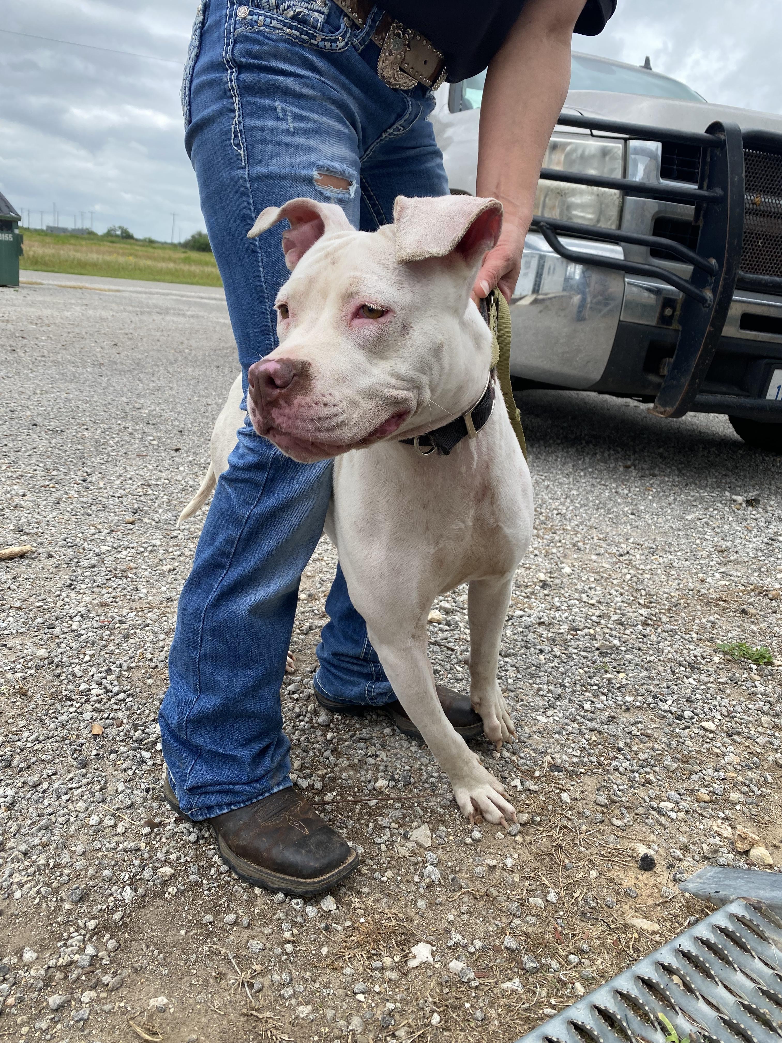 Enlarge Emmy, a Adopted Pit Bull Terrier in Cuero, TX image 3/6