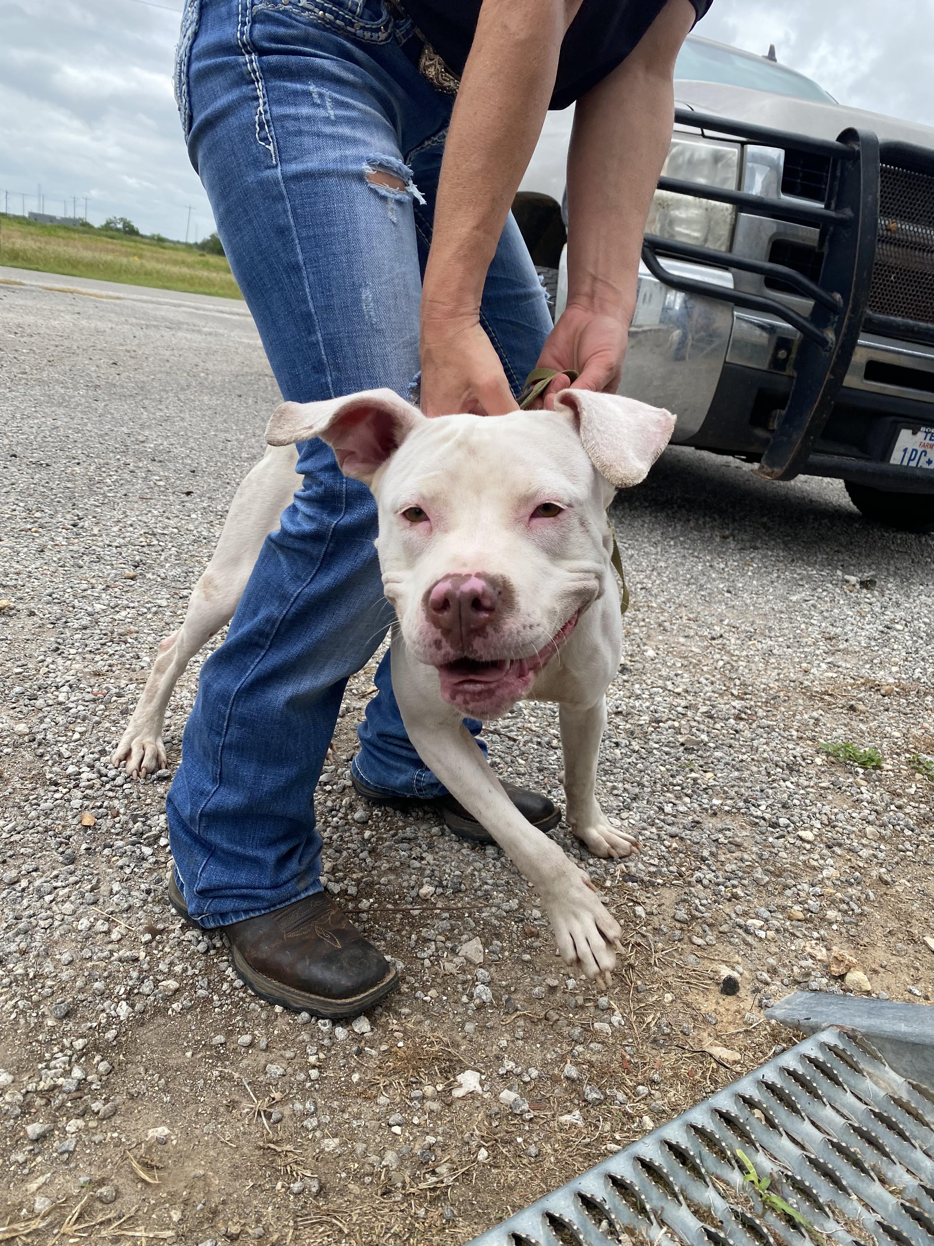 Enlarge Emmy, a Adopted Pit Bull Terrier in Cuero, TX image 6/6