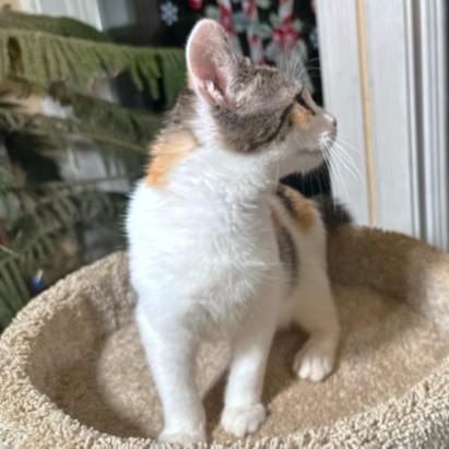 Enlarge COBBLER THE CUDDLER!, an adopted mixed breed in Danbury, CT image 6/6