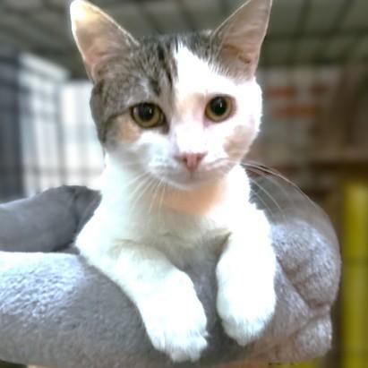 Enlarge COBBLER THE CUDDLER!, an adopted mixed breed in Danbury, CT image 2/6