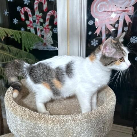 Enlarge COBBLER THE CUDDLER!, an adopted mixed breed in Danbury, CT image 1/6