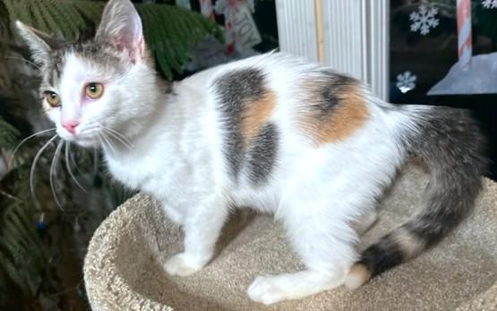 Enlarge COBBLER THE CUDDLER!, an adopted mixed breed in Danbury, CT image 5/6