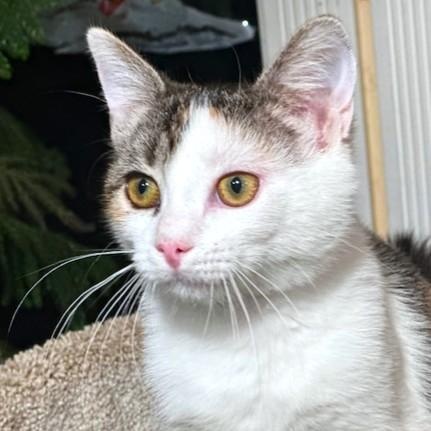 Enlarge COBBLER THE CUDDLER!, an adopted mixed breed in Danbury, CT image 3/6