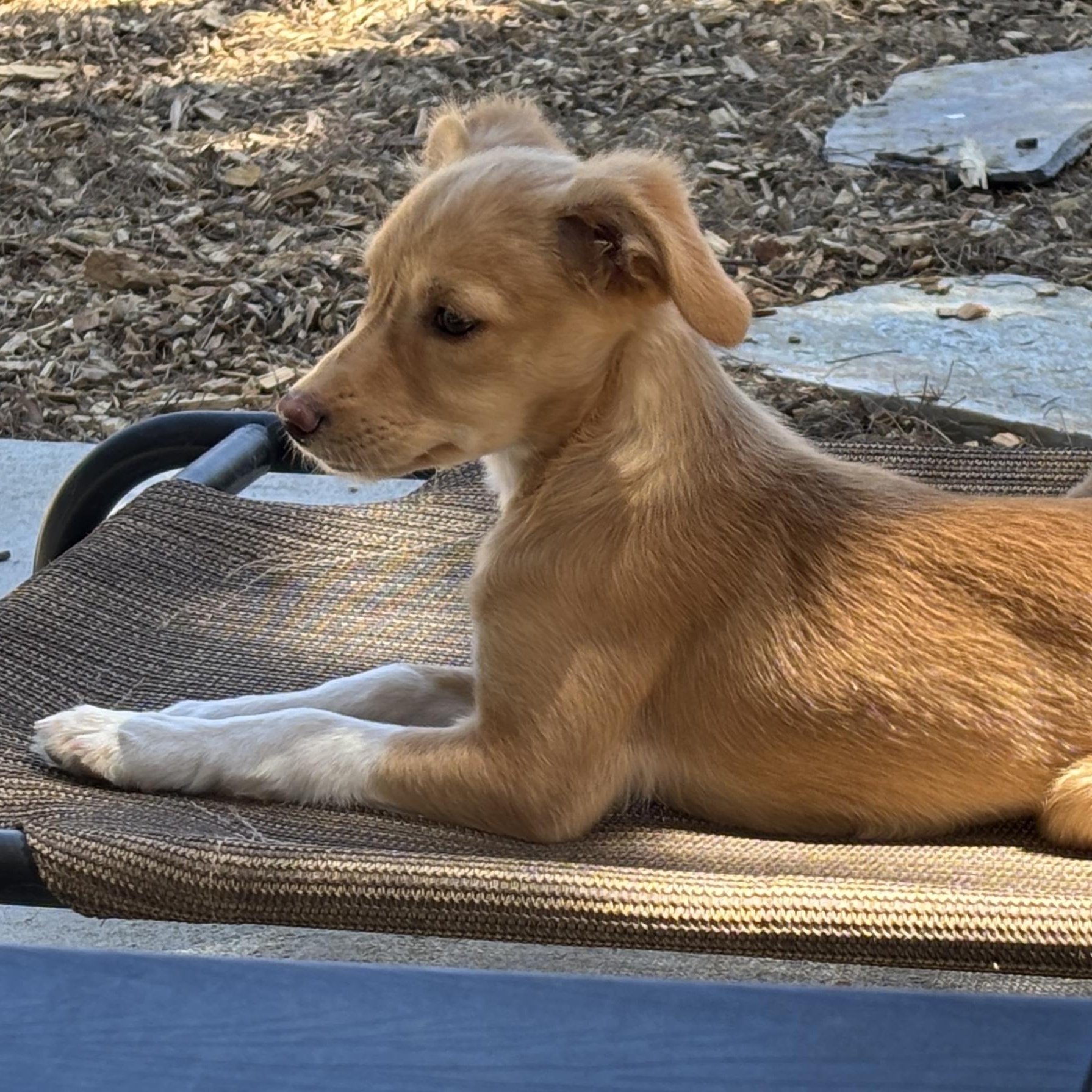 Enlarge Blossom, a Adoptable mixed breed in Lancaster, CA image 3/5