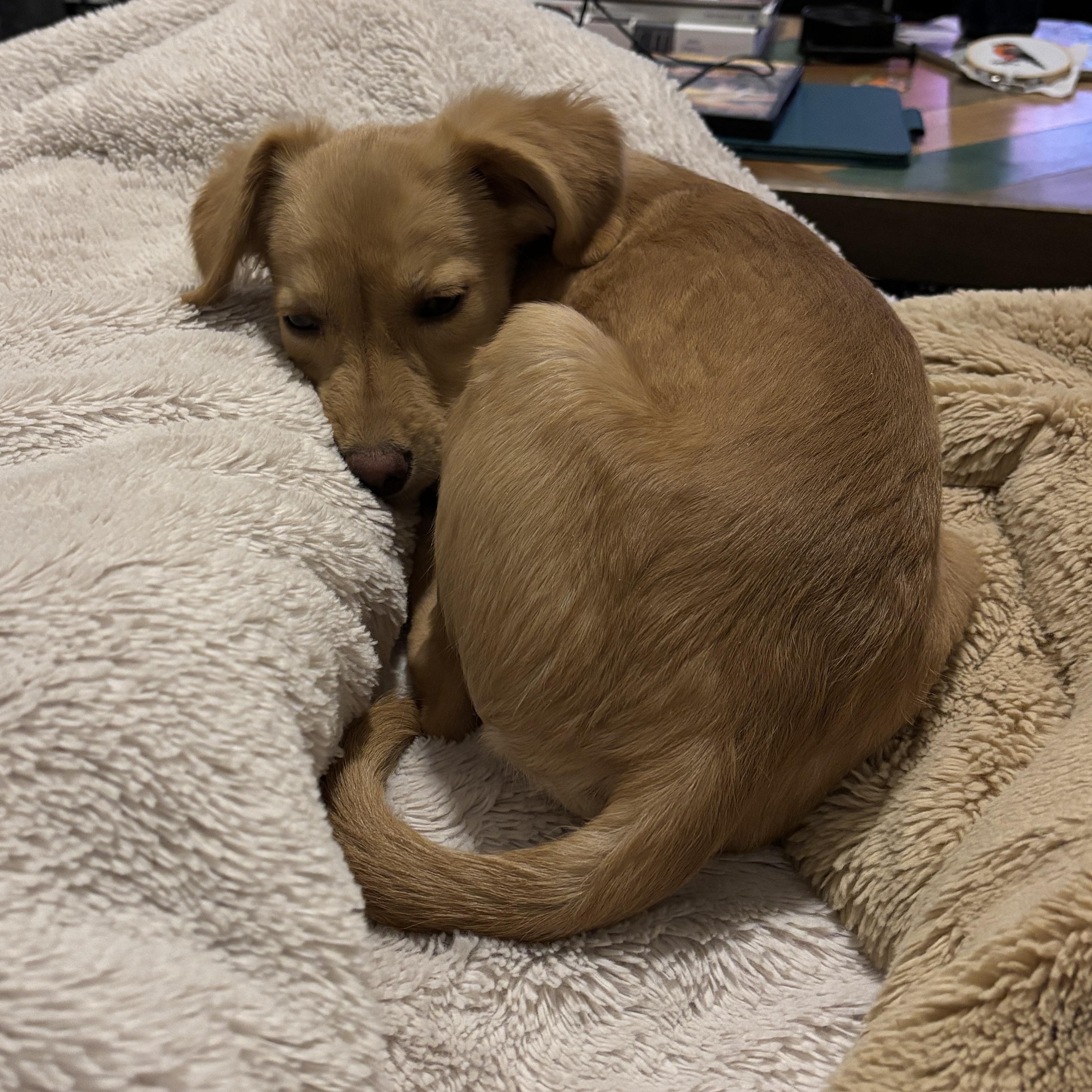 Enlarge Blossom, a Adoptable mixed breed in Lancaster, CA image 1/5