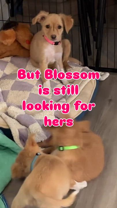 Enlarge Blossom, a Adoptable mixed breed in Lancaster, CA video 5/5