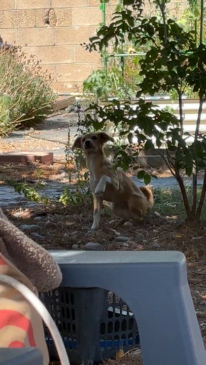 Enlarge Blossom, a Adopted mixed breed in Lancaster, CA video 4/4