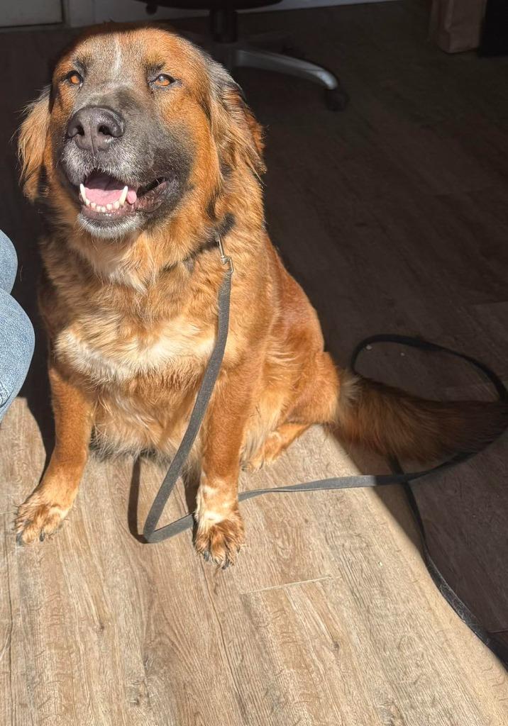 Enlarge Brandy, an adopted mixed breed in Winchester, IN image 1/1