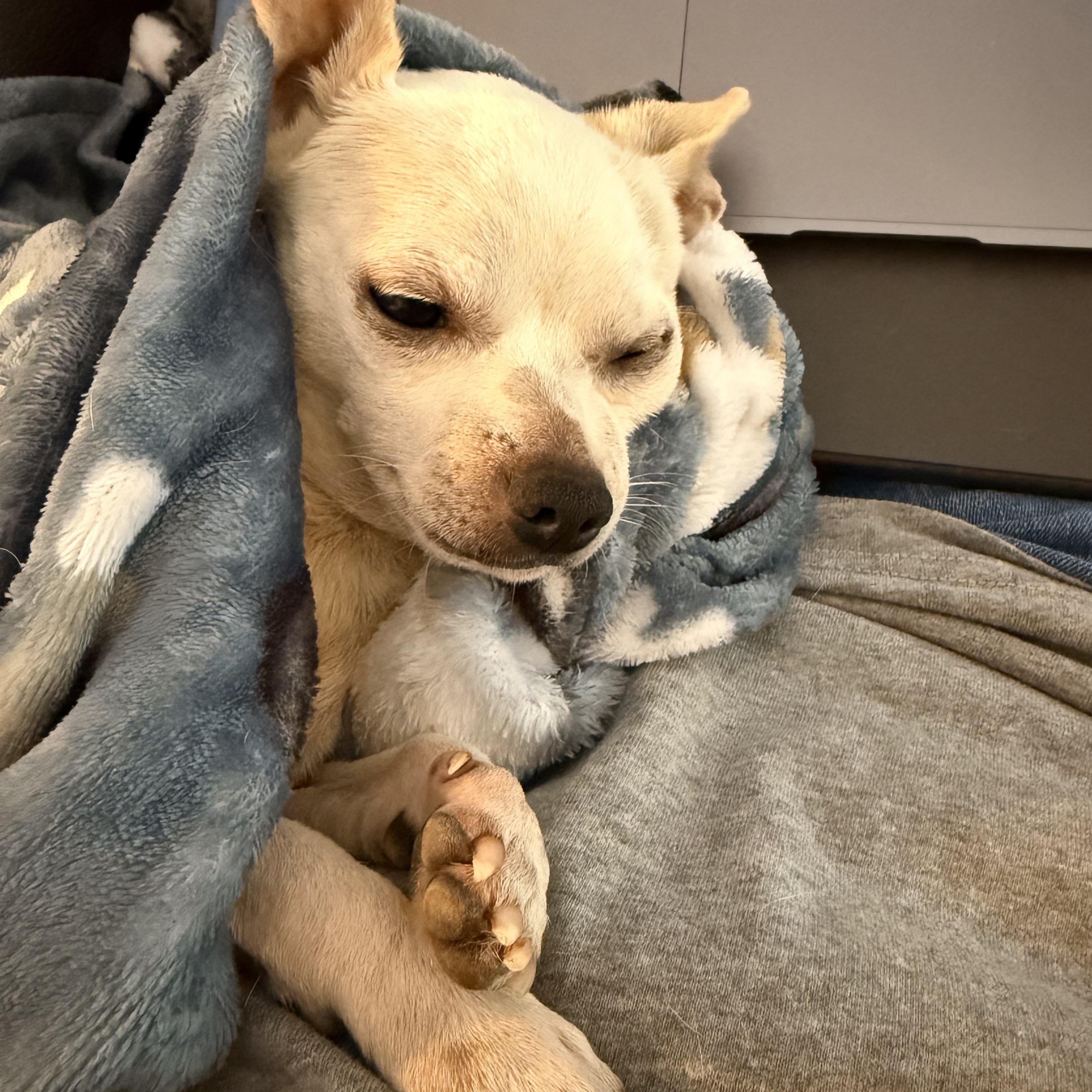 Enlarge Coconut, a Adoptable Chihuahua in Charlotte, NC image 2/5