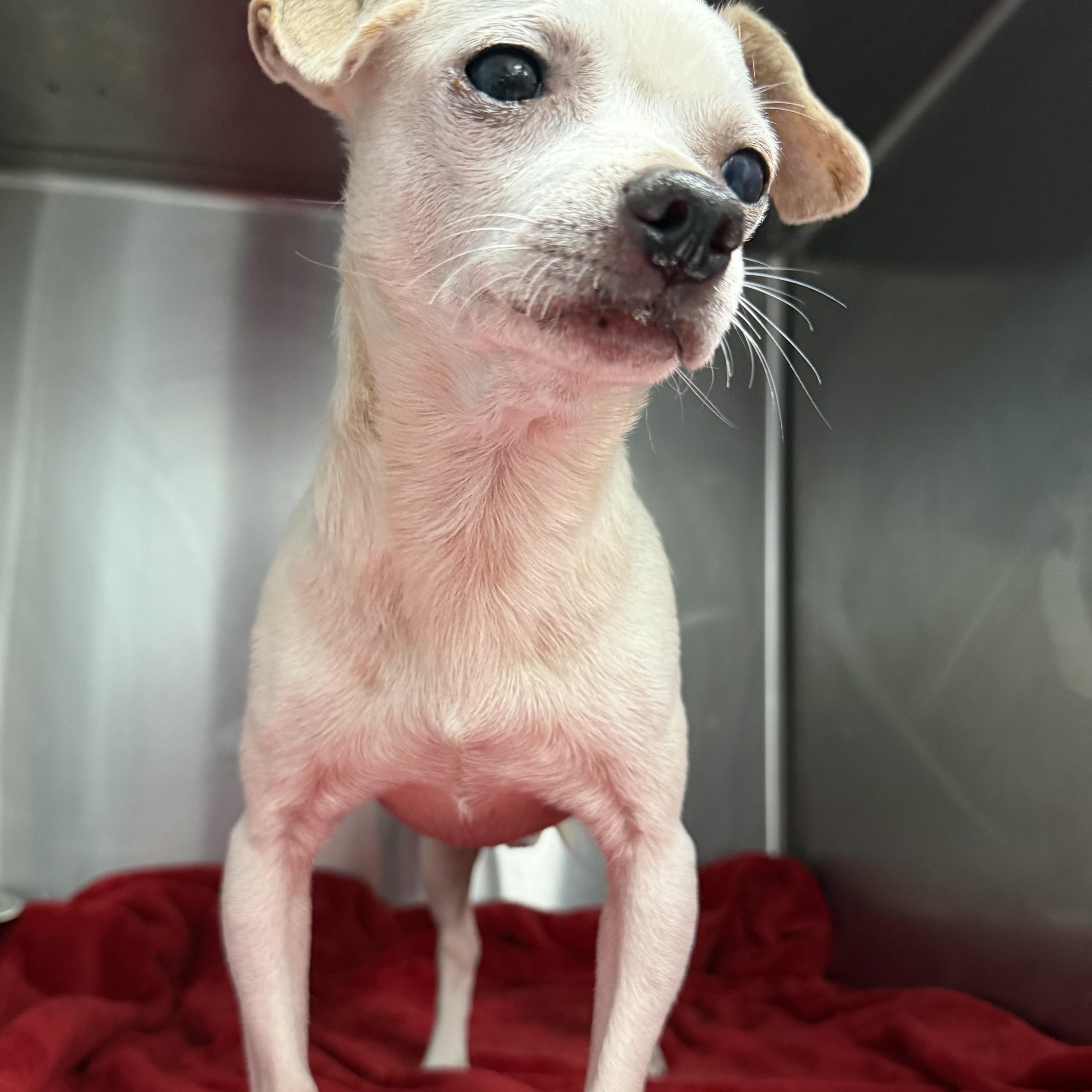 Enlarge Coconut, a Adoptable Chihuahua in Charlotte, NC image 3/5