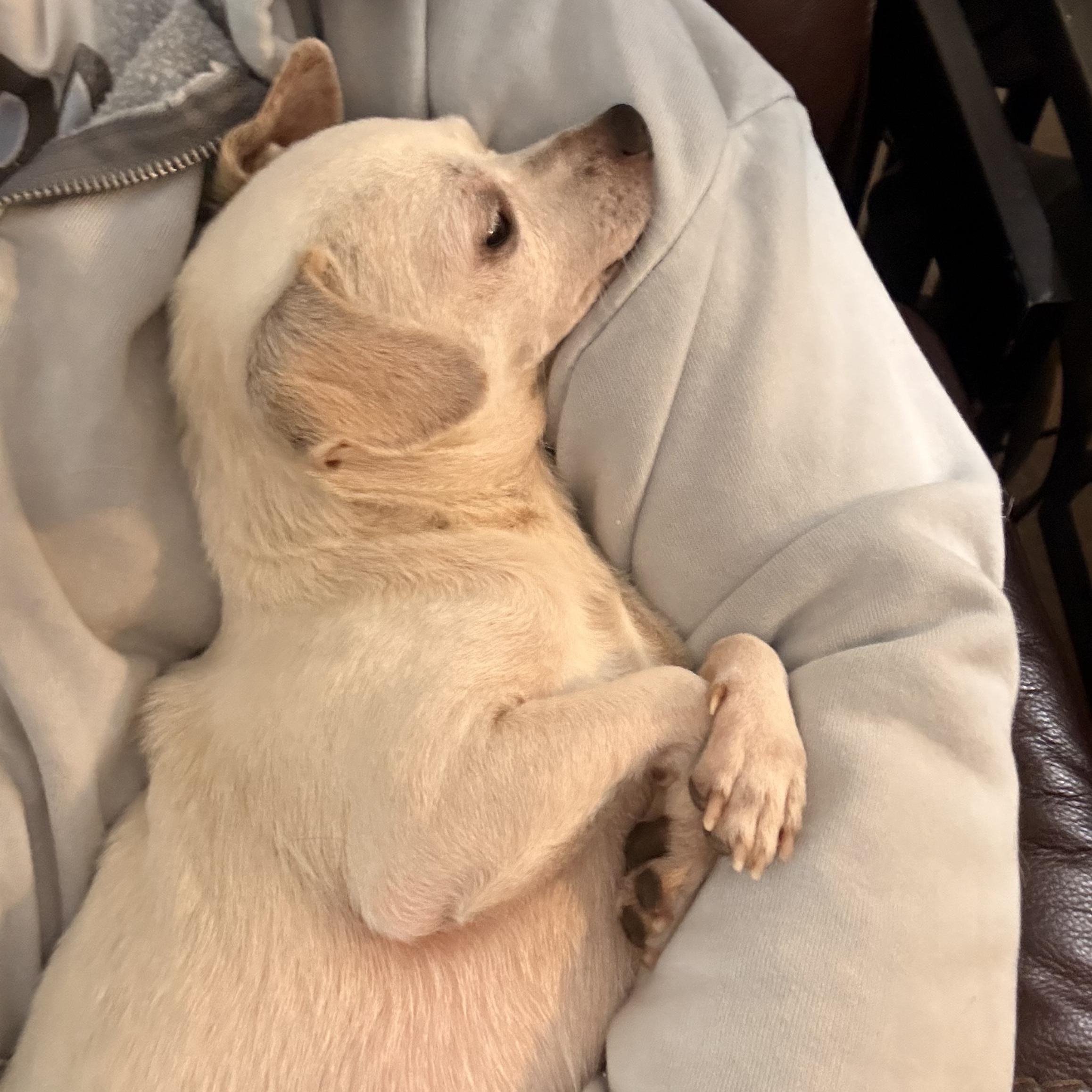 Enlarge Coconut, a Adoptable Chihuahua in Charlotte, NC image 4/5