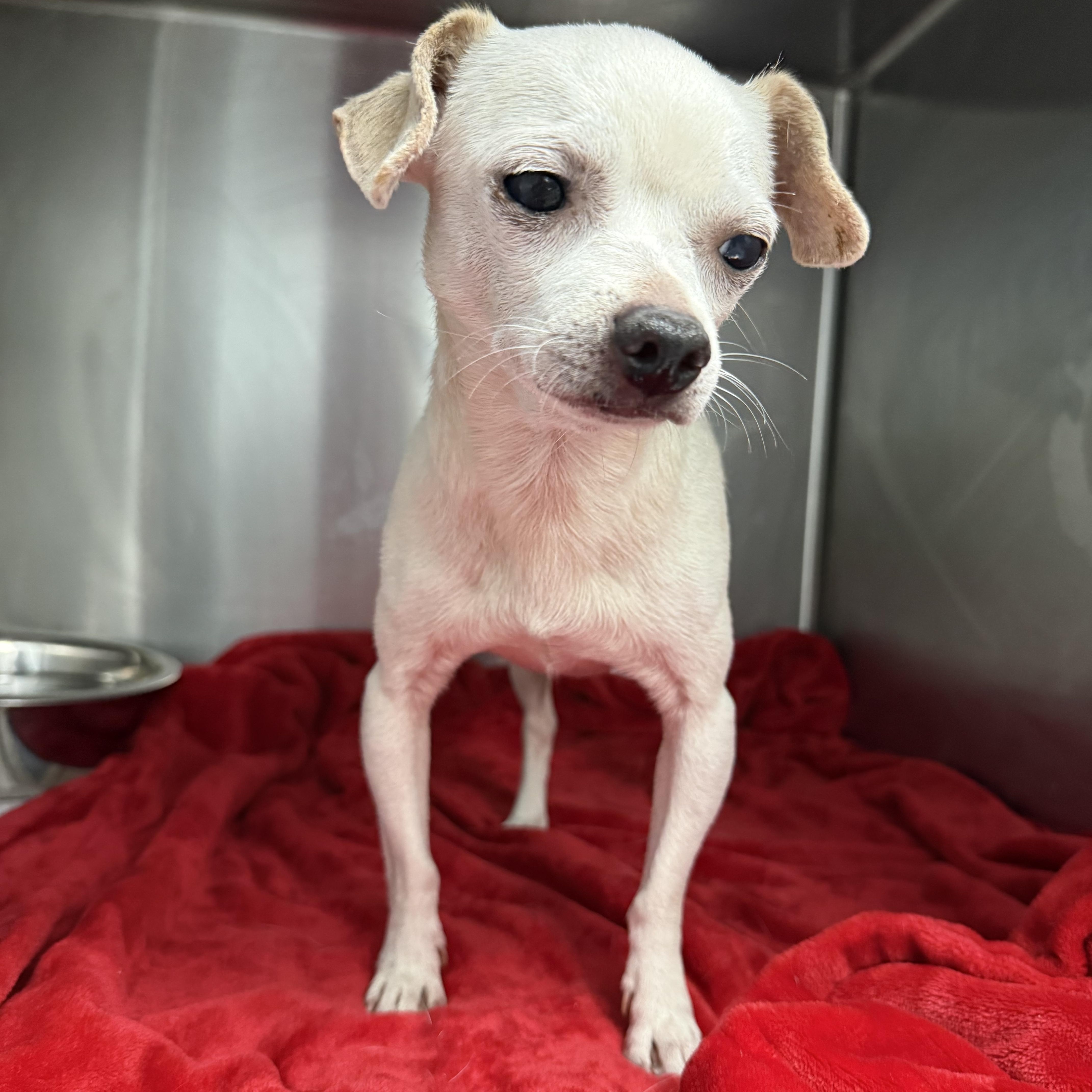 Enlarge Coconut, a Adoptable Chihuahua in Charlotte, NC image 1/5