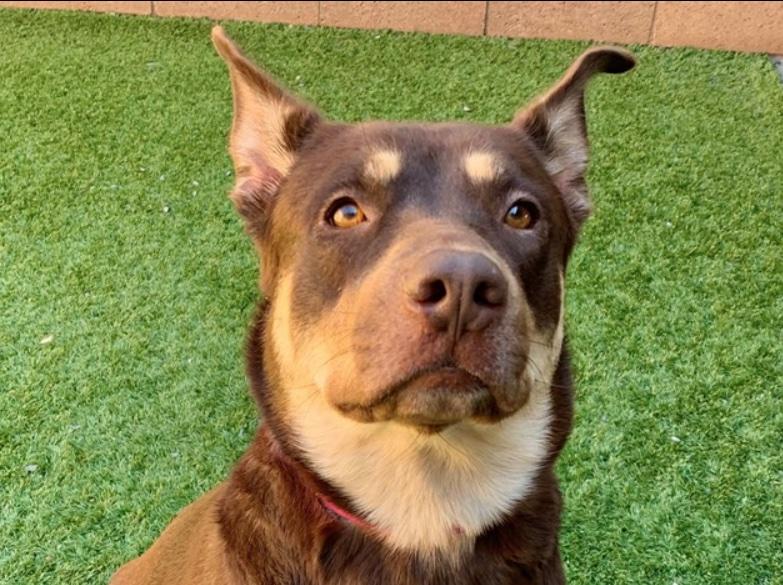 SAVE ME PLEASE - JASMINE A551708, adopted, Adult Female Australian Kelpie & Shepherd.