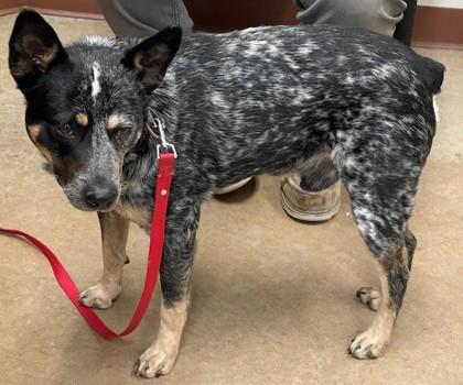 Ranger, Adoptable, Adult Male Australian Cattle Dog / Blue Heeler & Mixed Breed.
