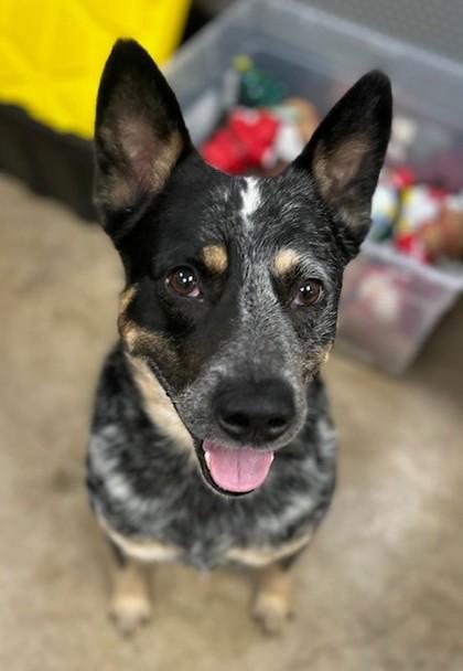 Enlarge Ranger, a Adoptable mixed breed in Irving, TX image 2/3