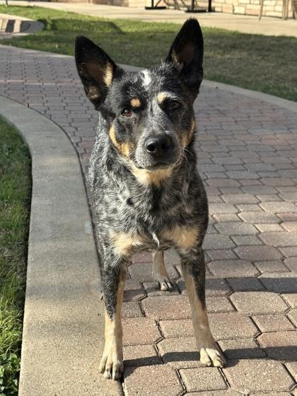 Enlarge Ranger, a Adoptable mixed breed in Irving, TX image 3/3