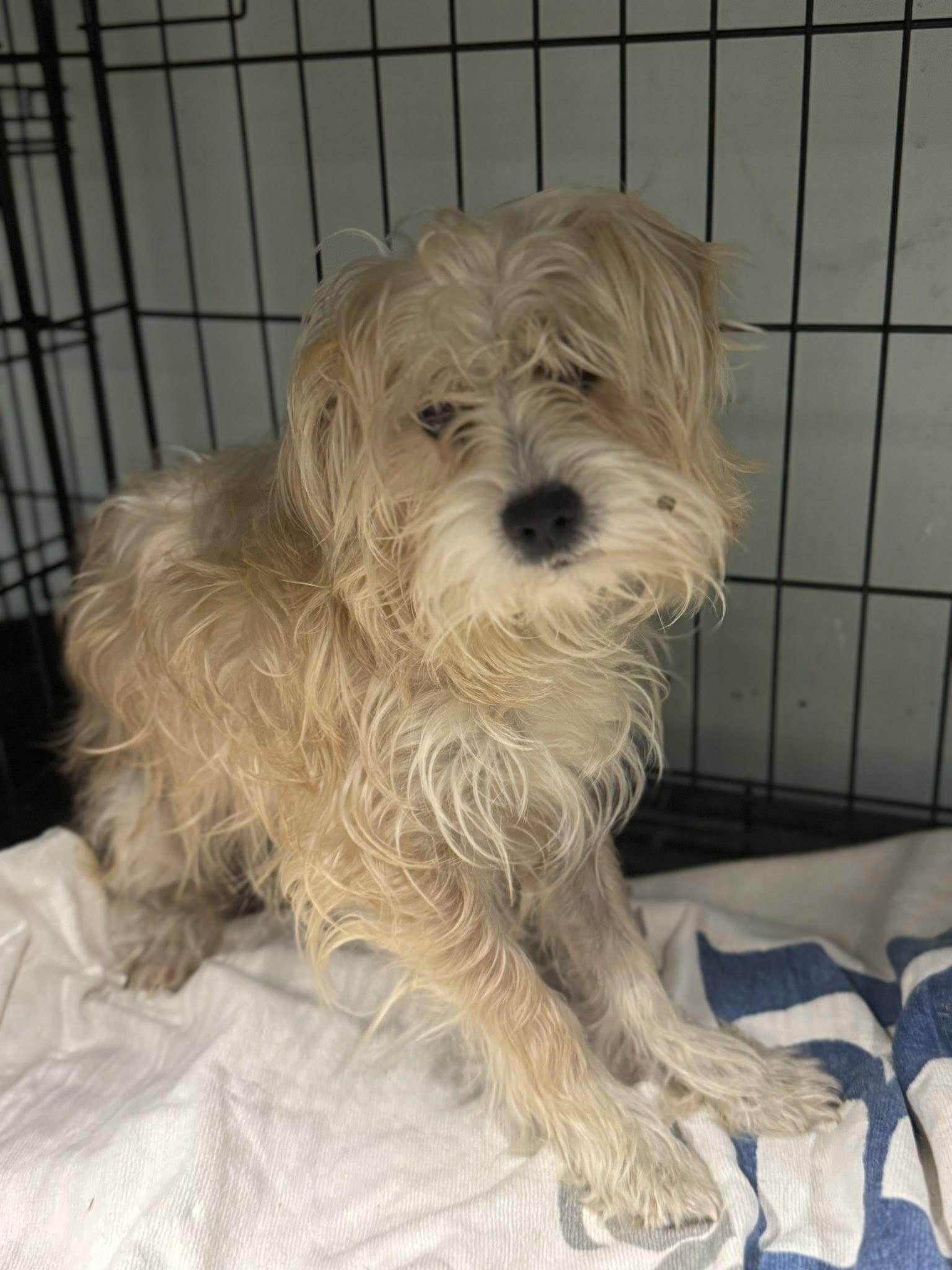 Fancy, ADOPTABLE, Young Female Silky Terrier.