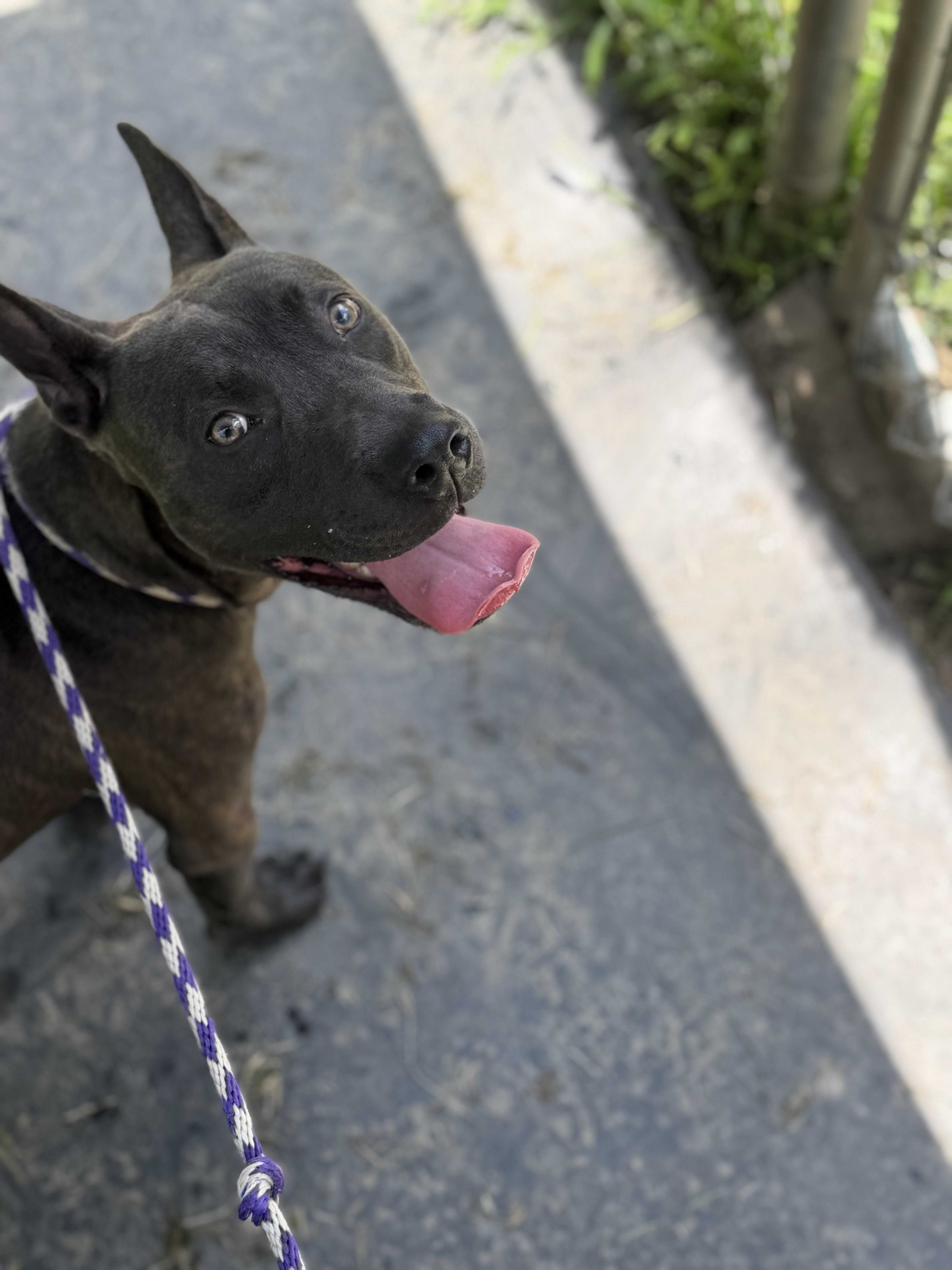Manos, a ADOPTABLE mixed breed in Maidens, VA image 3/5