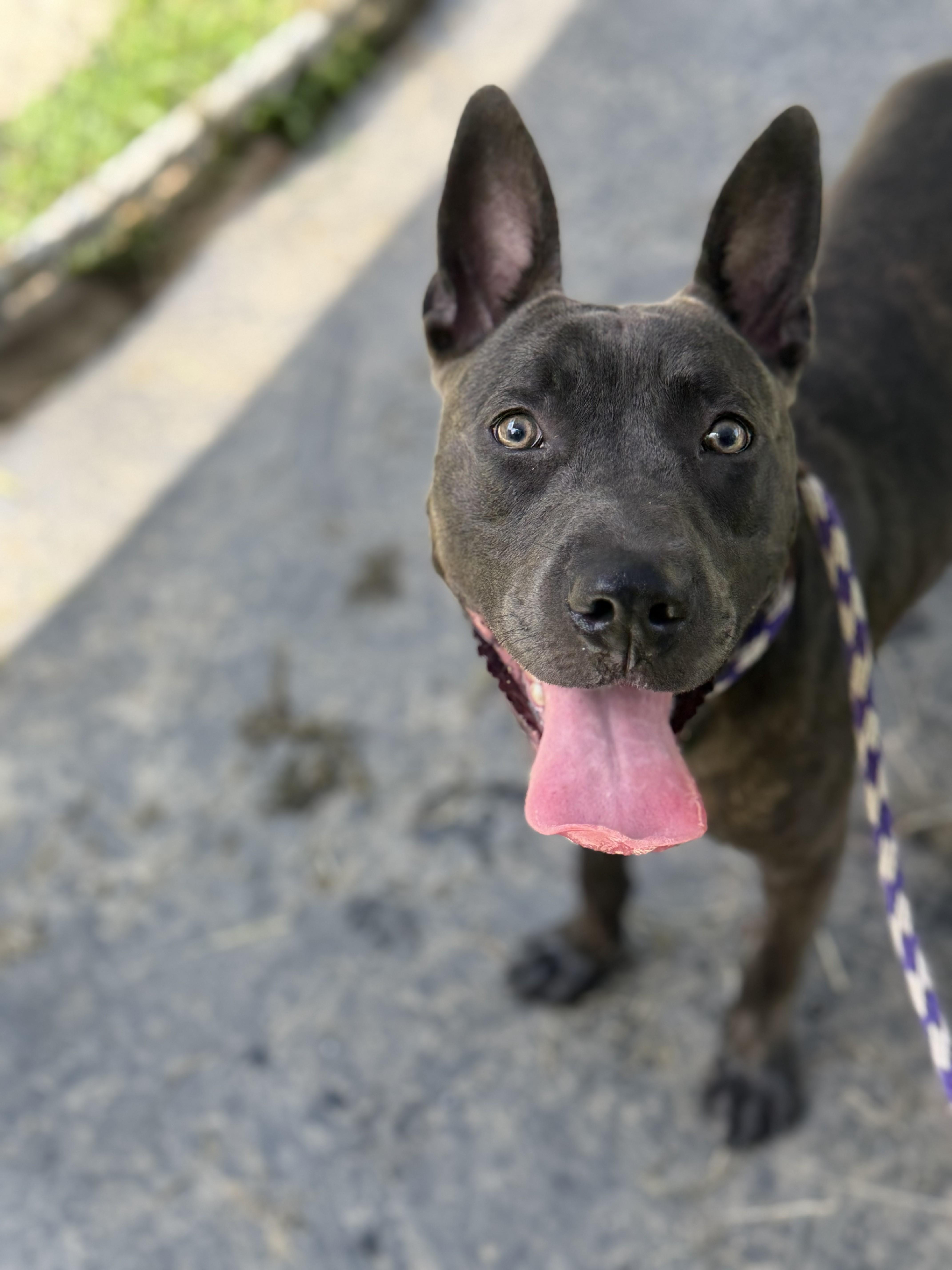 Manos, a ADOPTABLE mixed breed in Maidens, VA image 4/5